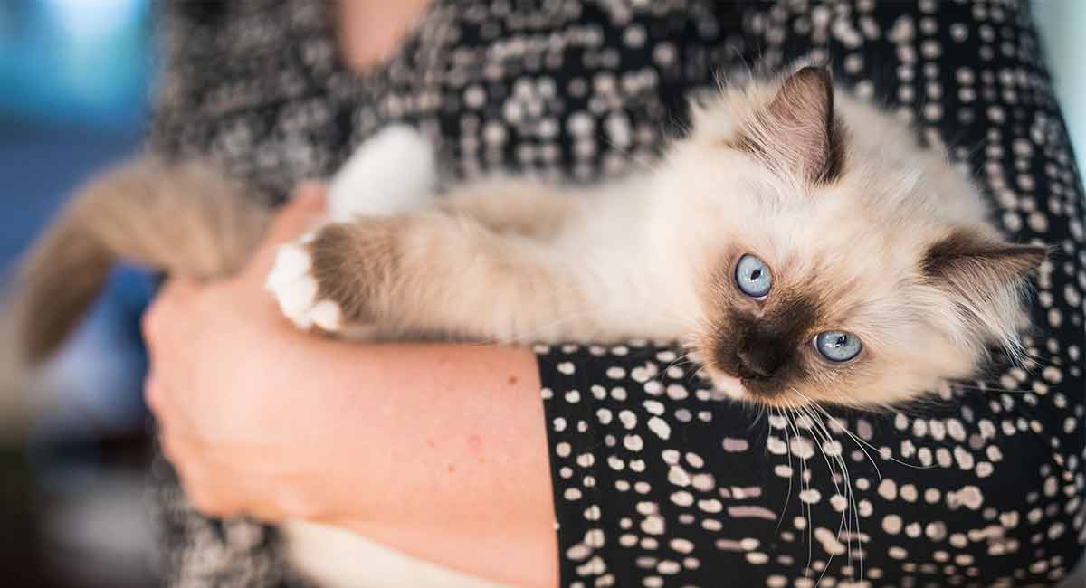 Ragdoll cats are MASSIVE 