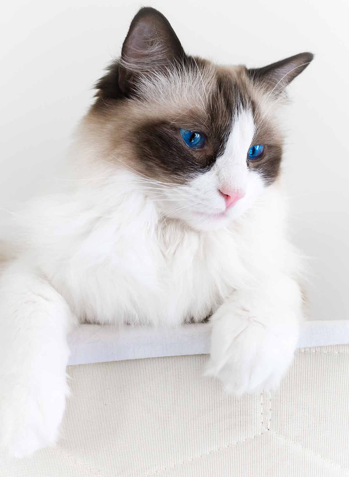 How Big Are Ragdoll Cats - Your Ragdoll Size Guide