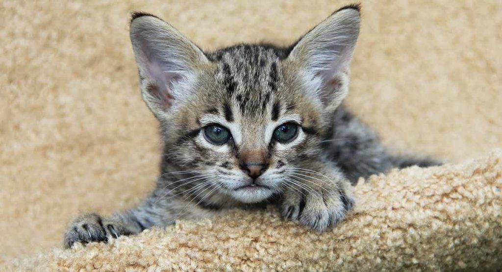 savannah cat mixed with domestic cat