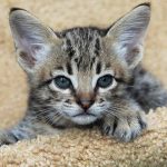 How big are Savannah cats?