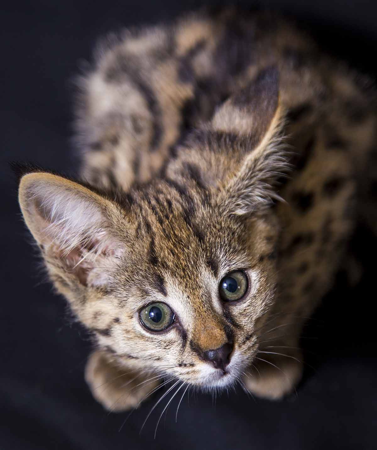 How big are Savannah kittens?