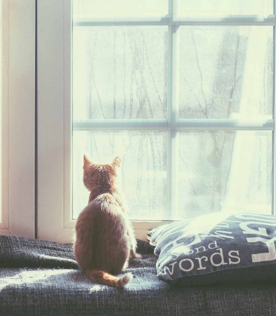 Adakah Kucing Mengenali Pemilik Mereka? Bagaimana Kucing Mengenali