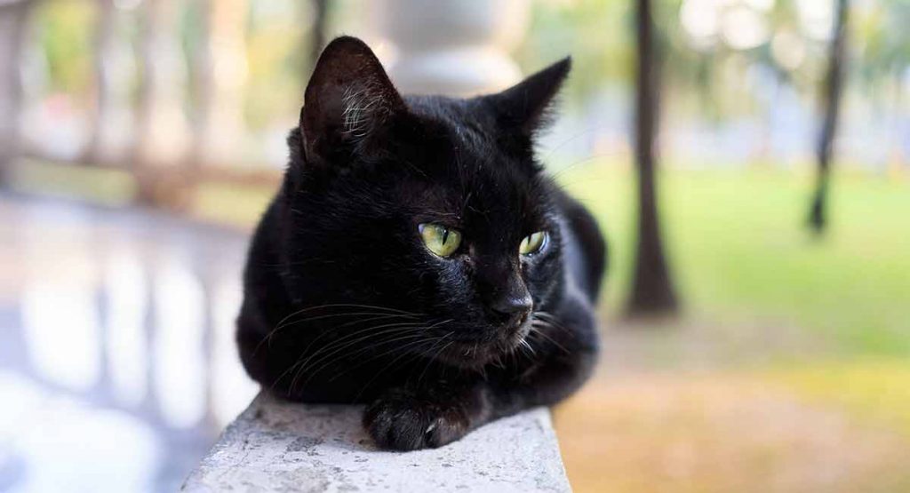 How long do Bombay cats live?