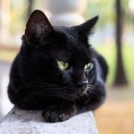 How long do Bombay cats live?