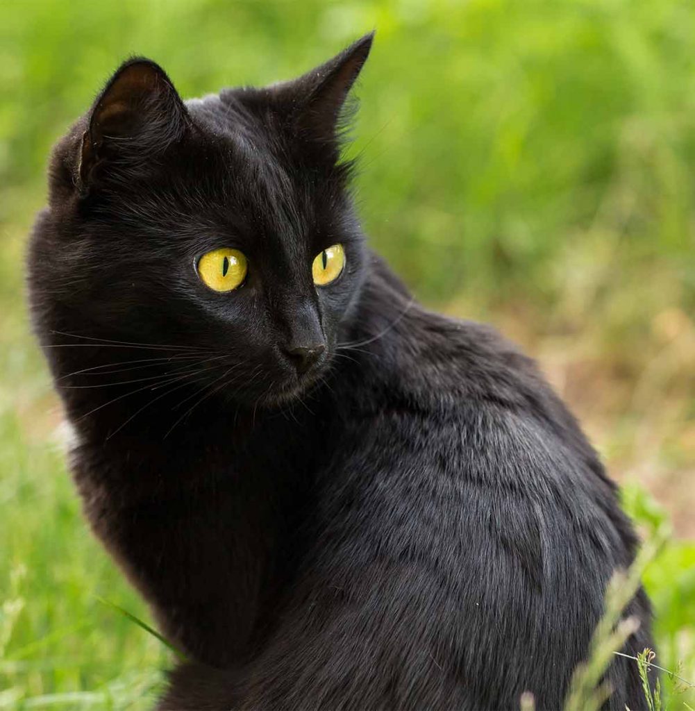 How Much Is A Bombay Cat? The Real Cost 