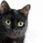 how much is a bombay cat?
