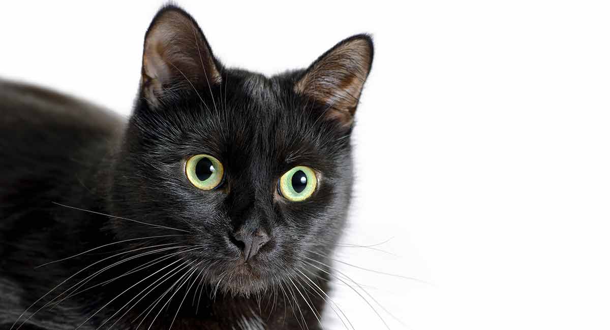Why are these cats called Bombay cats?