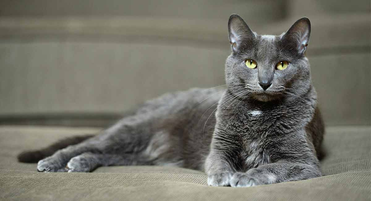 Korat Cat A Perfect Ancient And Unchanged Cat Breed