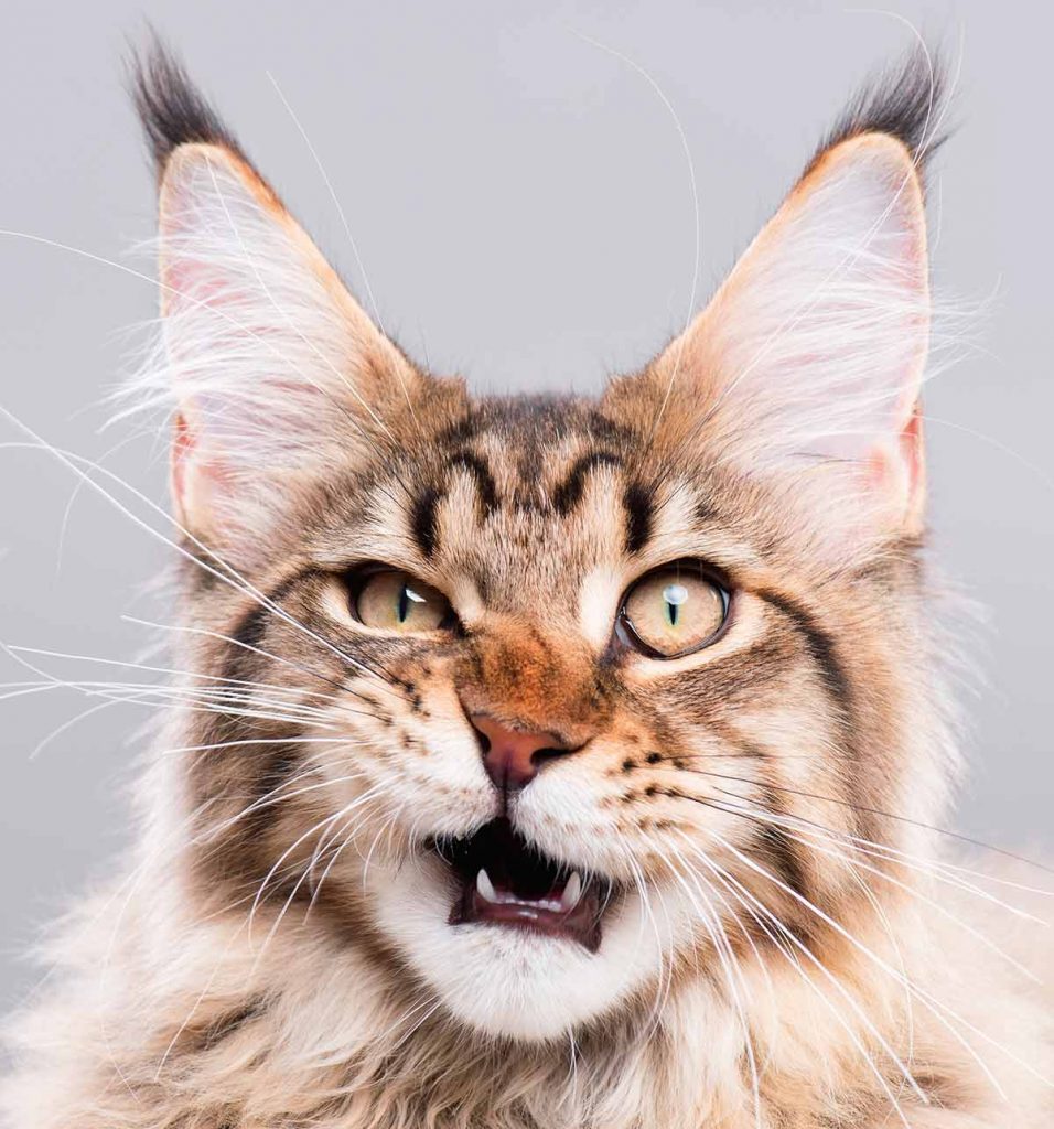 Choosing A Maine Coon Cat Tree The Strongest and Most Stable Picks