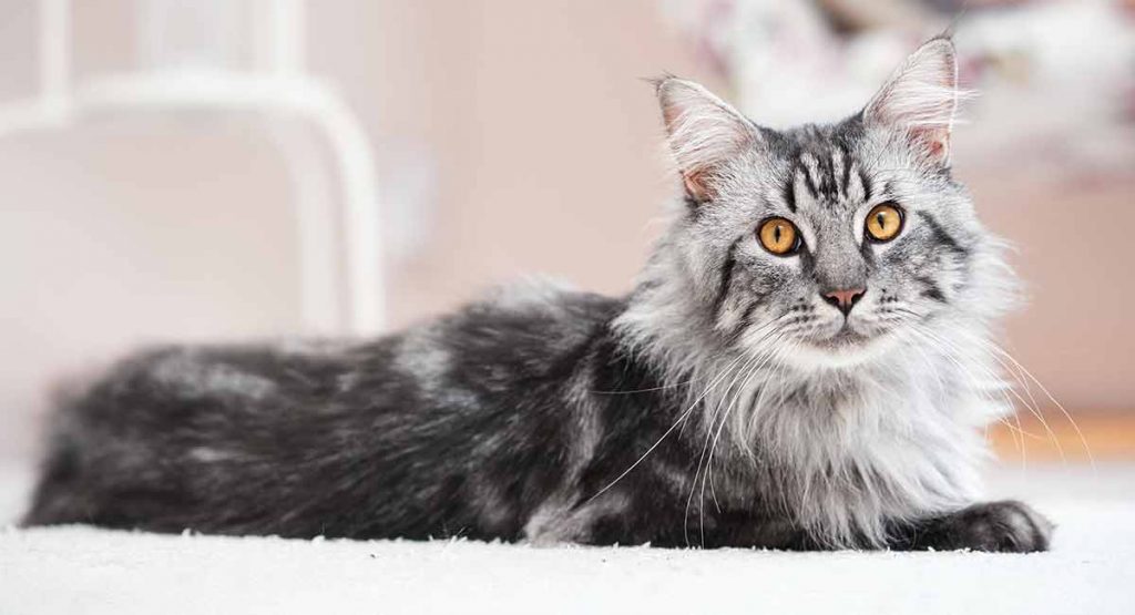 Choosing A Maine Coon Cat Tree The Strongest and Most Stable Picks
