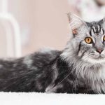 maine coon norwegian forest cat mix