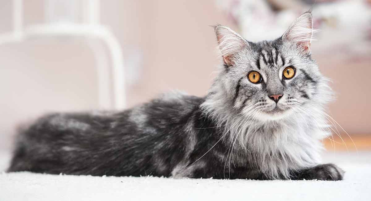 maine coon norwegian forest cat mix