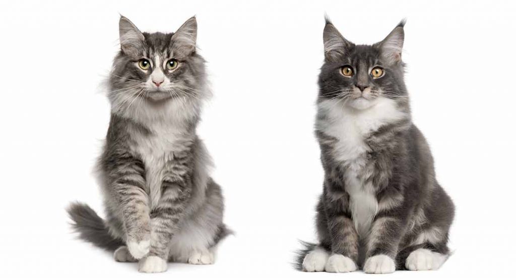 Le mélange de chats forestiers norvégiens Maine Coon est un beau chat!