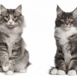 The Maine Coon Norwegian Forest Cat mix is a beautiful cat!