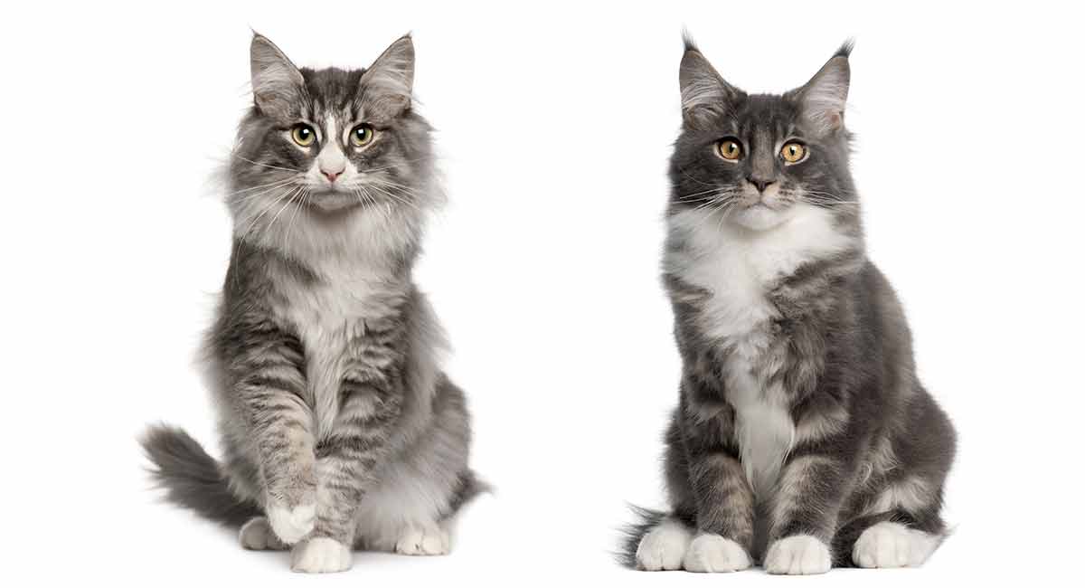 Vanvid Irreplaceable Humanistisk Maine Coon Norwegian Forest Cat Mix - A Killer Combination?