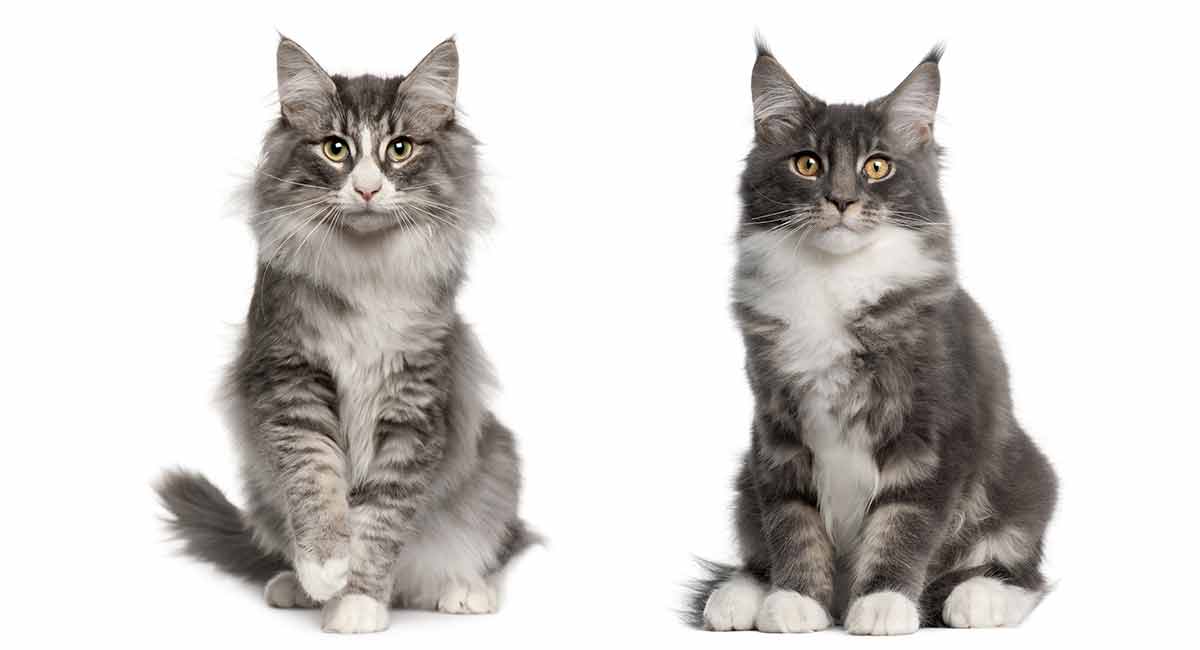 images of norwegian forest cats