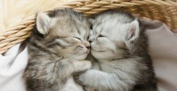 Male Or Female Cat – Which Pet Is Best?