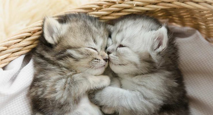 Male Or Female Cat Which Pet Is Best The Happy Cat Site