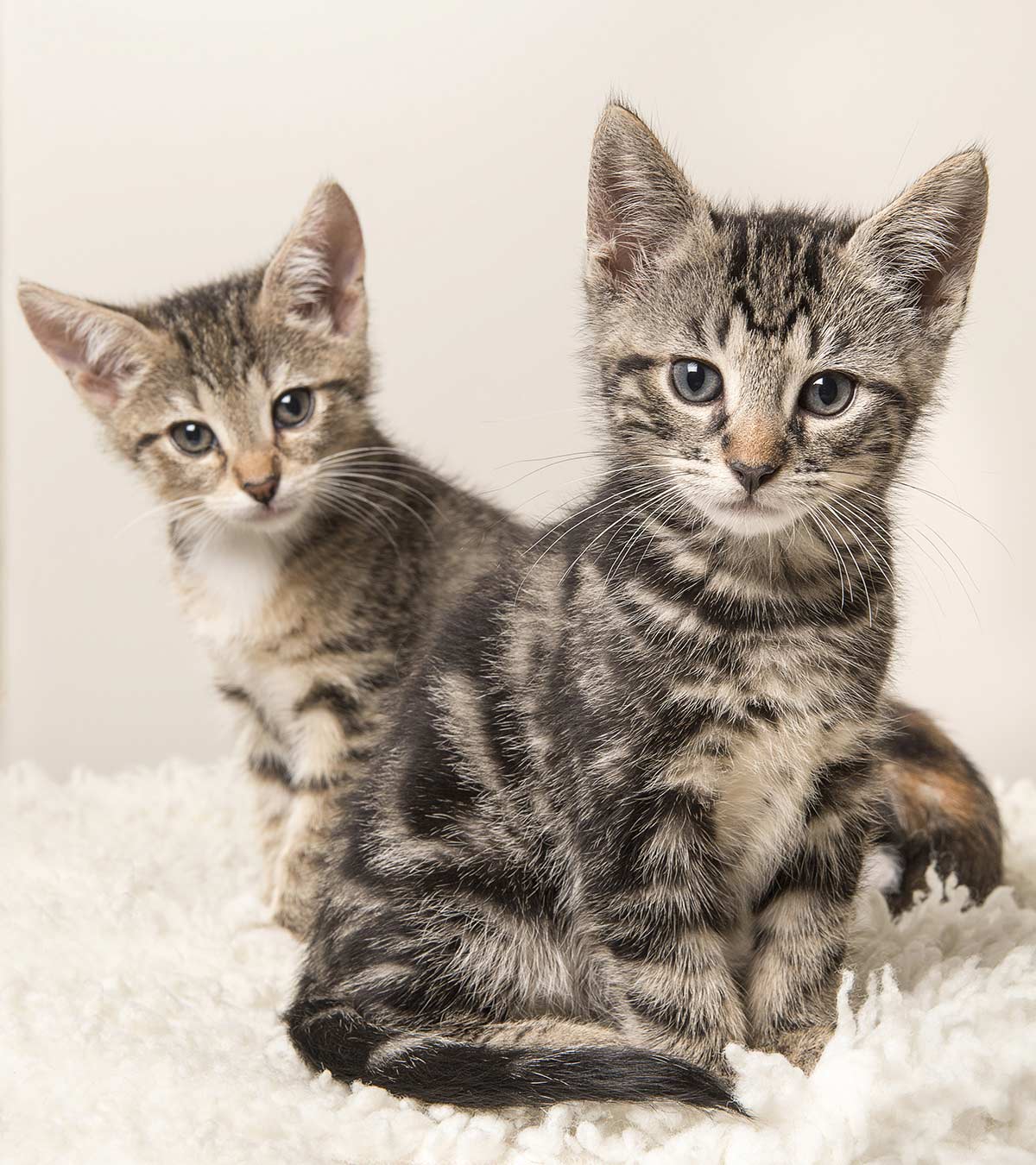 male or female kitten better