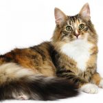 norwegian forest cat colors