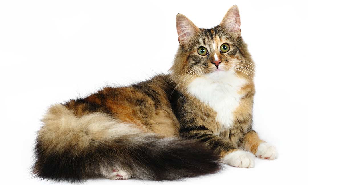 Cat Colors And Markings Chart