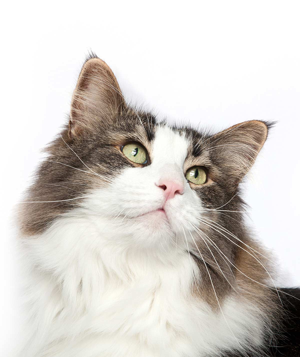 norwegian forest cat colors