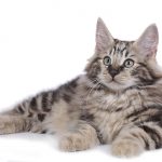 norwegian forest cat