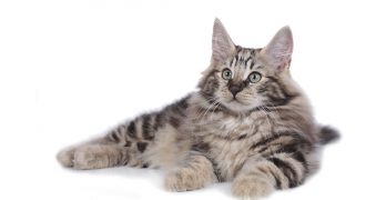 Norwegian Forest Cat Lifespan And Health – Blessed With Good Genes?