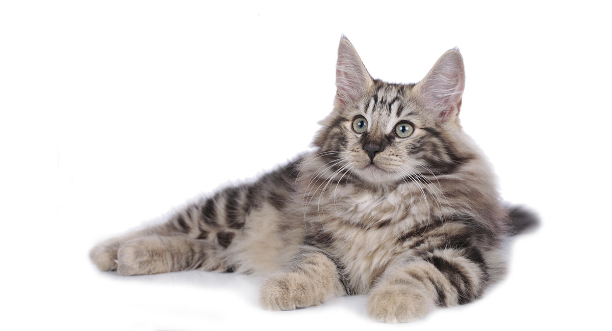 Norwegian Forest Cat Lifespan and Health Blessed With Good Genes?