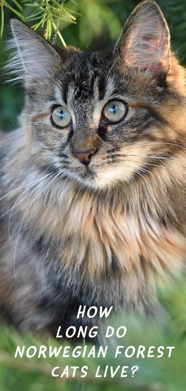 norwegian forest cat lifespan