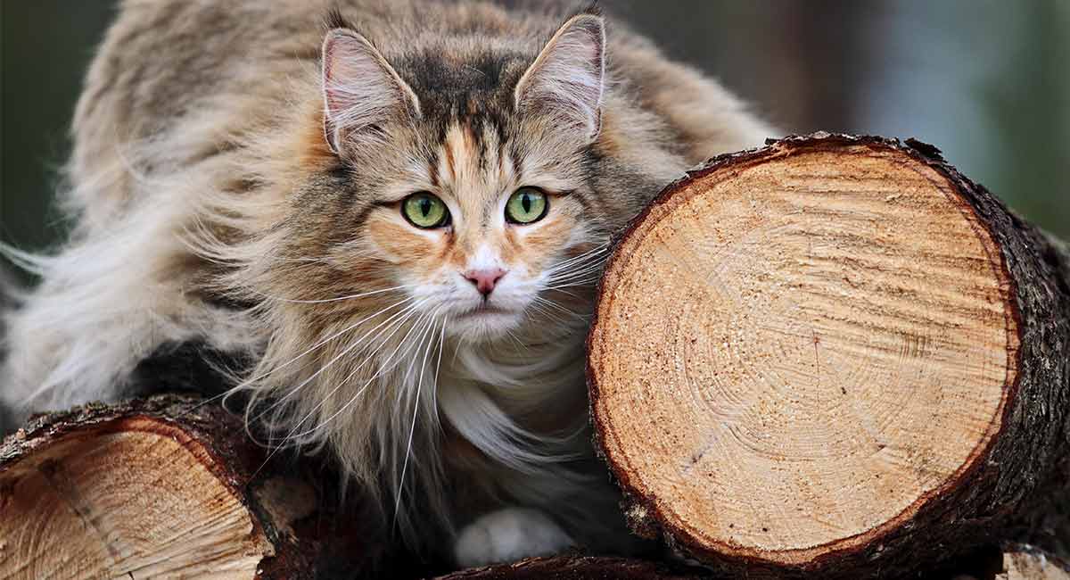  maine coon norwegian forest cat mix