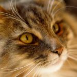What is the Norwegian Forest cat cost?