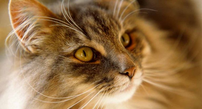 What is the Norwegian Forest cat cost?