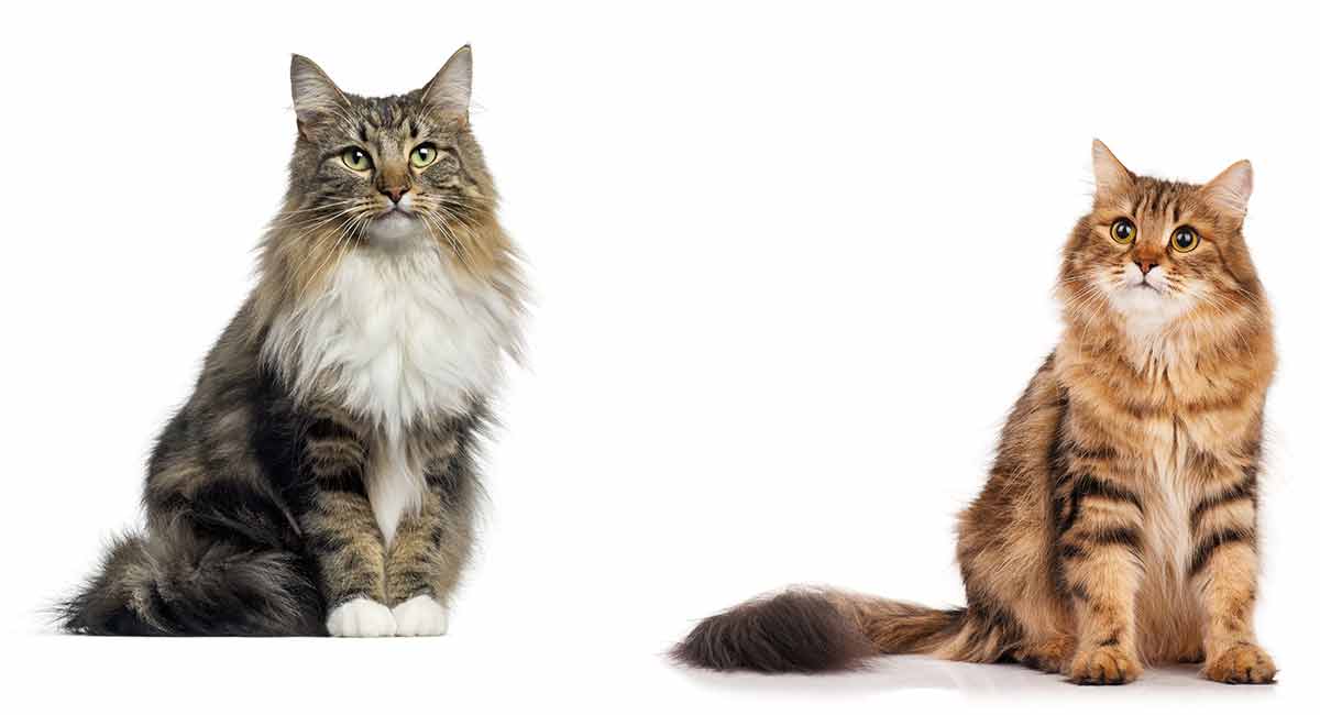 siberian cat personality