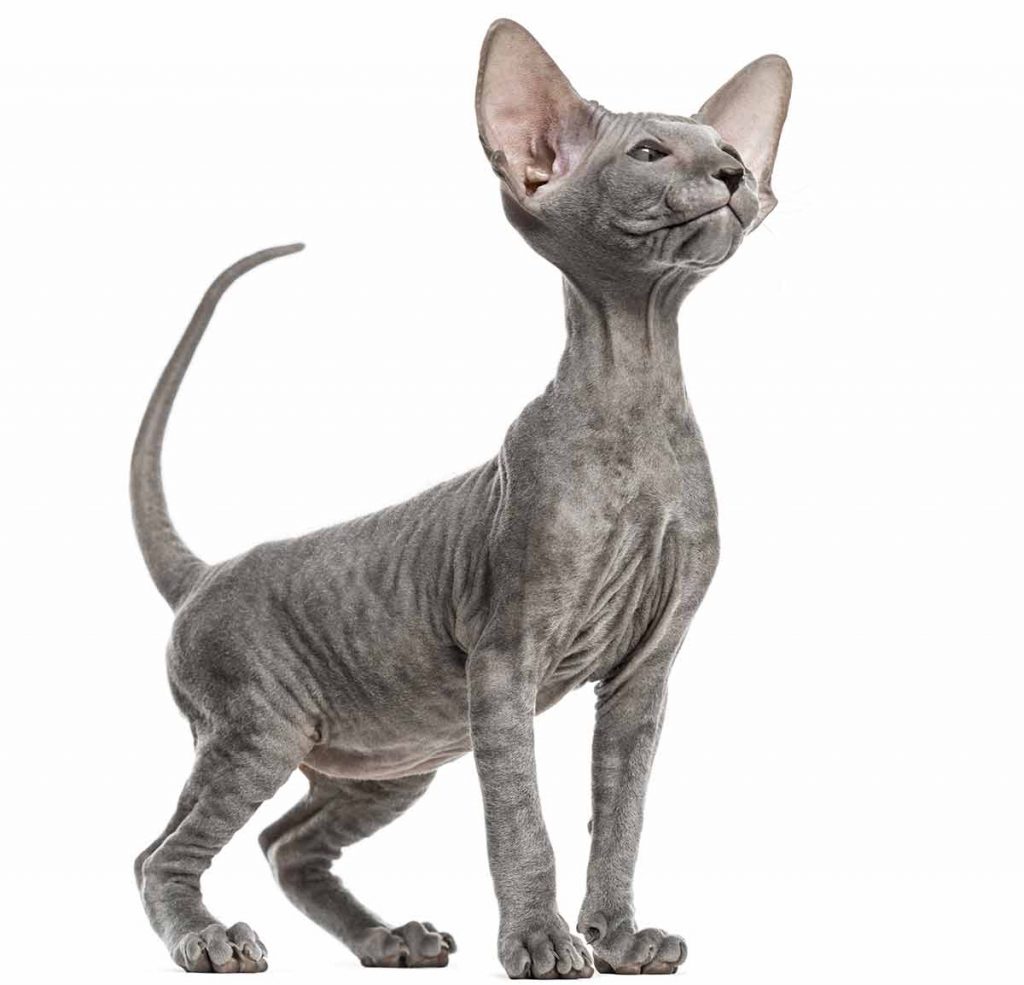 The Peterbald Cat Breed A Cat Like No Other!