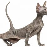 peterbald