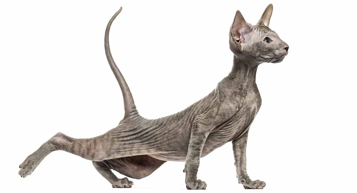 peterbald sphynx kittens for sale