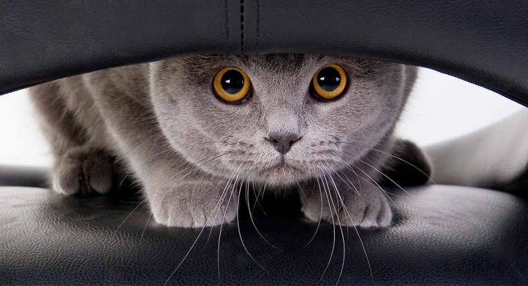 Prozac For Cats - Would Your Cat Feel The Benefit?