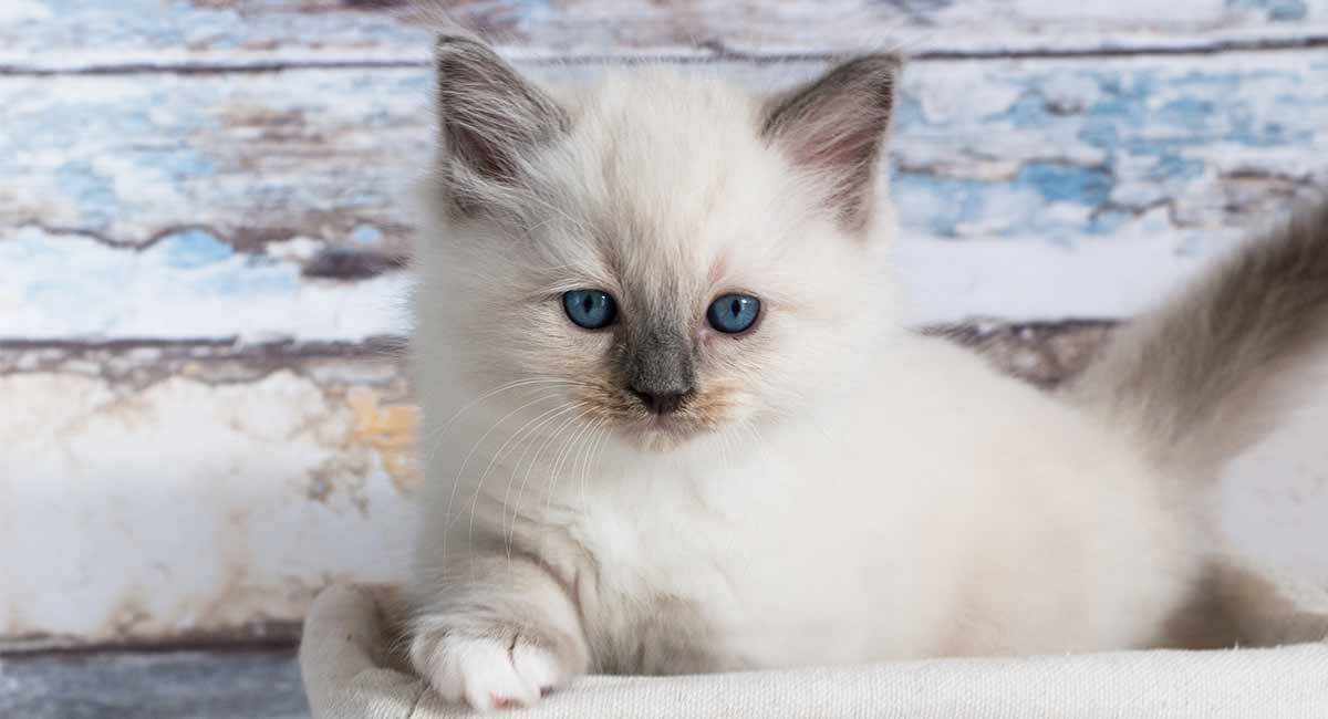 ragdoll kittens playing