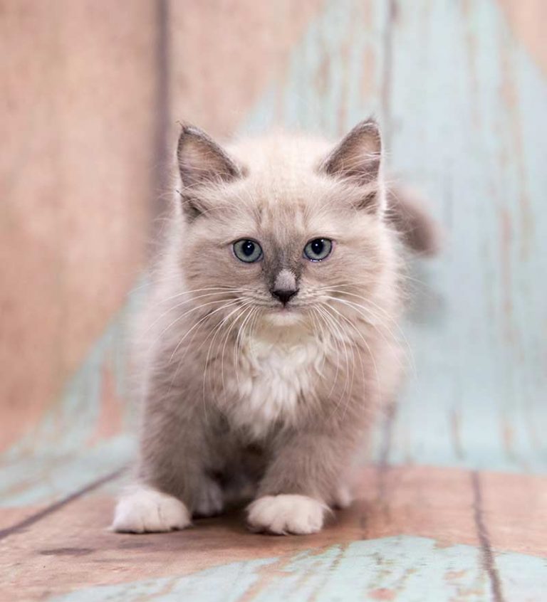 The Top 10 Best Toys for Ragdoll Cats And Why We Love Them!