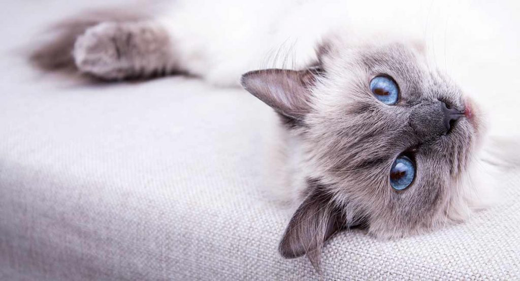The Top 10 Best Toys for Ragdoll Cats And Why We Love Them!