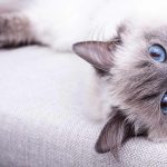 best ragdoll cat toys