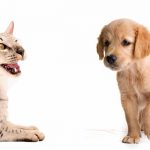 Savannah Cat vs Dog
