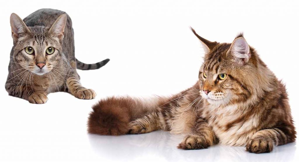 Savannah Cat Vs Maine Coon Whats The Difference