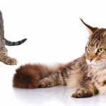 savannah cat vs maine coon