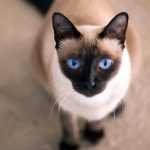seal point cat