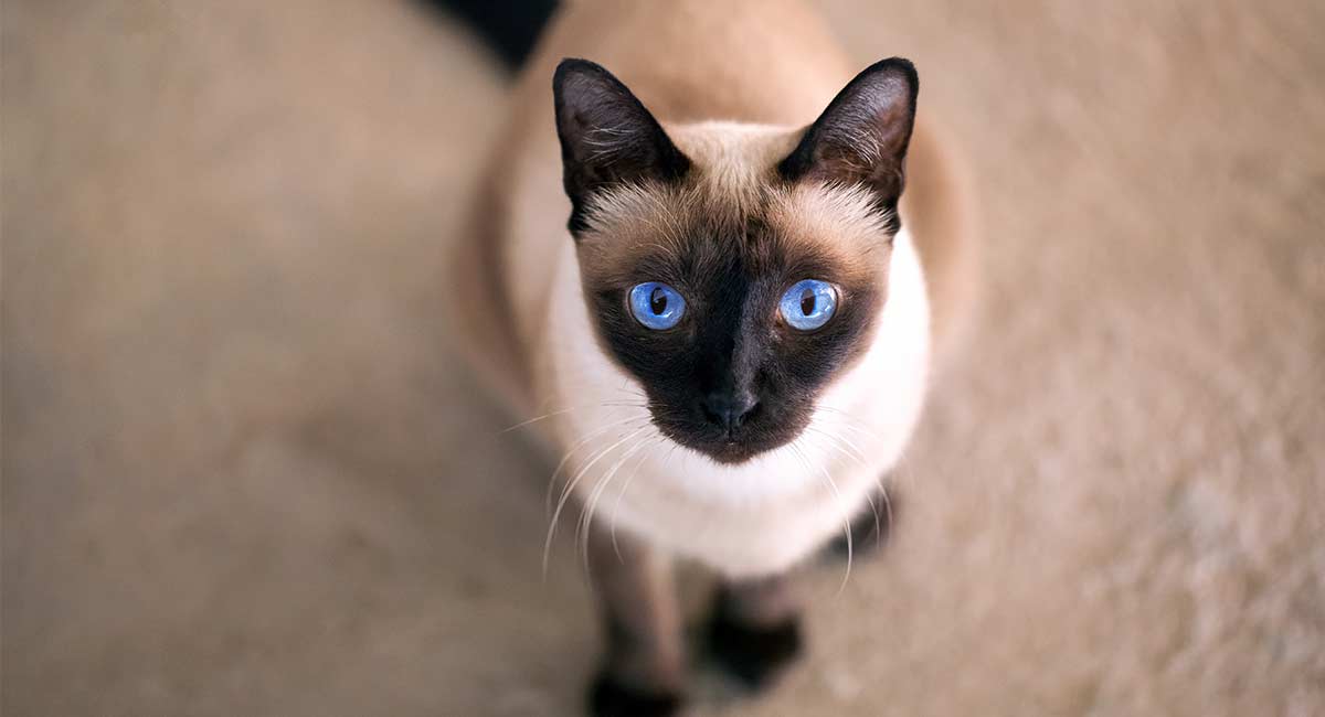 Seal Point Cat Breeds – The Amazing Markings and Shades