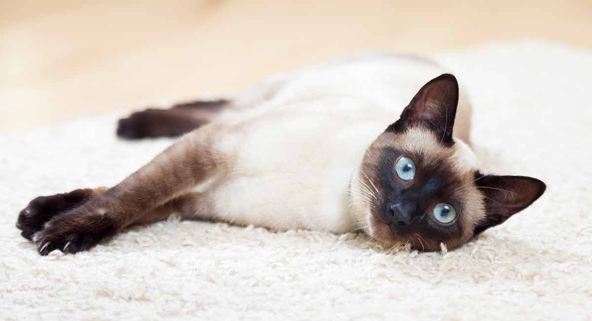 best cat food for indoor siamese