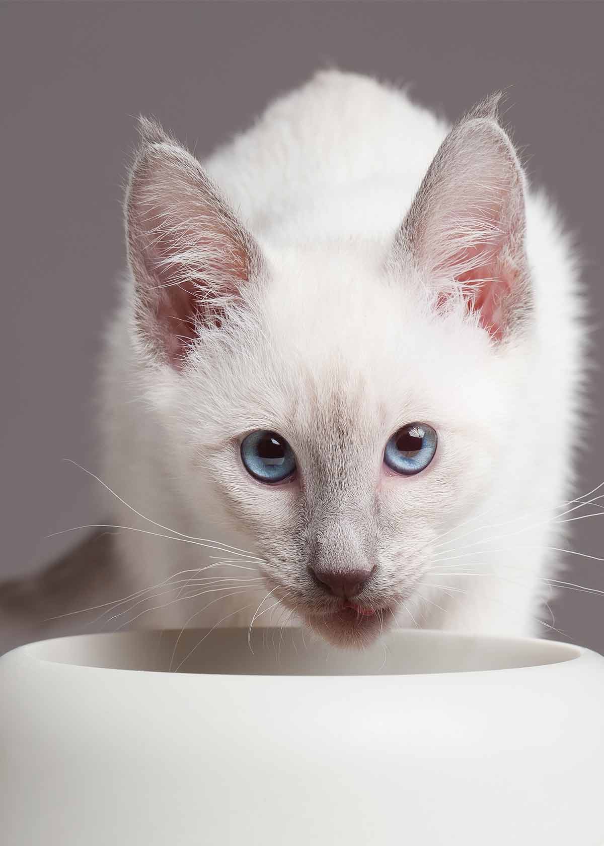 best cat food for indoor siamese