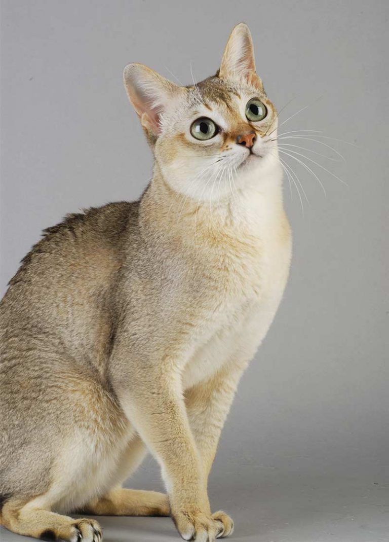 Singapura Cat The World's Smallest And Friendliest Cat Breed?